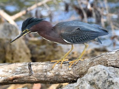 Green Heron