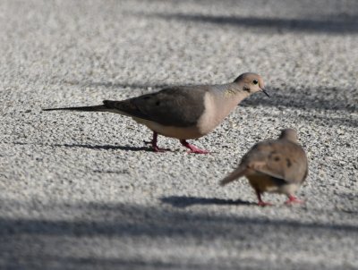Back in the parking lot, a couple of Mourning Doves checked the gravel.