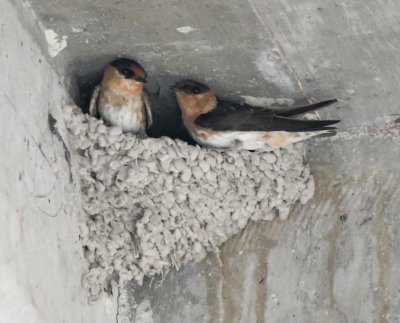 There were many Caribbean Cave Swallows flying around the overpass, but we only found a few nests on the side of the road from which we were looking.