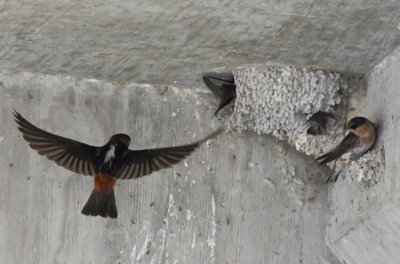 Cave Swallows