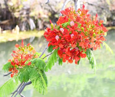 In the median, a Royal Poinciana tree was blooming.