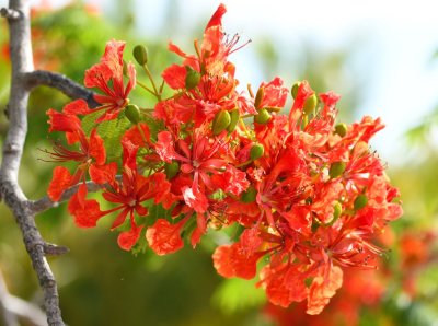 Royal Poinciana tree bloom