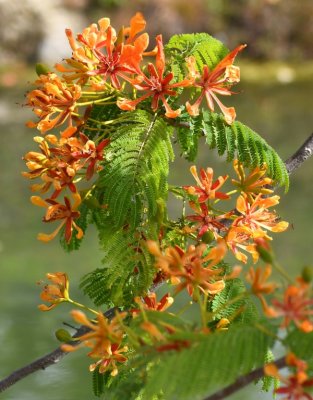 Royal Poinciana tree bloom