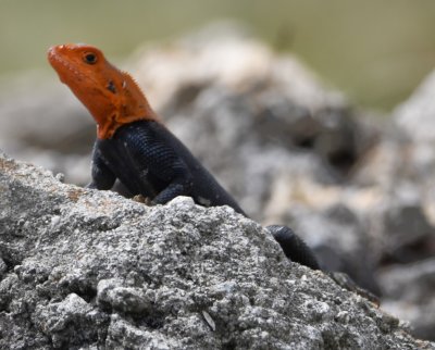After the marina, we drove back into Florida City to an industrial warehouse to look for Mynas and found this curious lizard, the Redhead Agama.