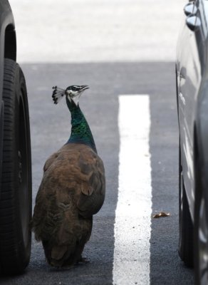 As we were wandering the alley behind the warehouse, a fellow came up and told us there was a peacock in the parking lot next door.