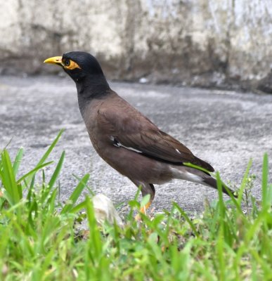 Myna, scouting the perimeter of some apartments