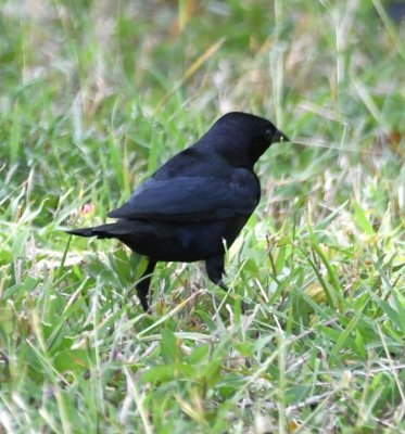 We drove to Flamingo in the Everglades and worked our way back. At one of our southwesternmost stops, we found a single male Shiny Cowbird among a flock of Brown-headed Cowbirds.