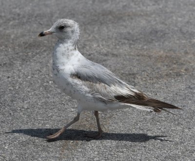At a marina and shop, we found the only Ring-billed Gull we saw.