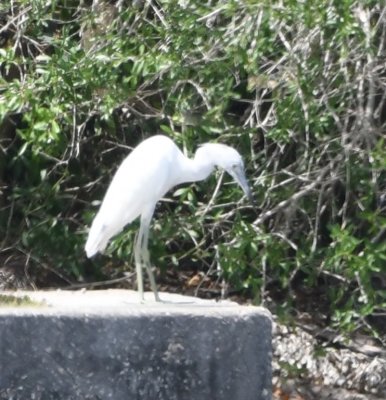 An immature Little Blue Heron gazed in the water from the concrete pier.