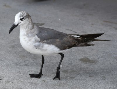 Under our feet, this Laughing Gull looked for something to snack on.