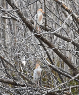 There were a few Cattle Egrets perching in the mangrove branches.