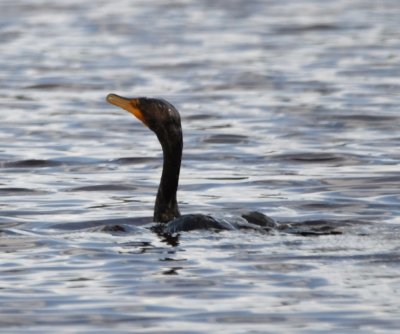 Double-crested Cormorant in Mrazek Pond