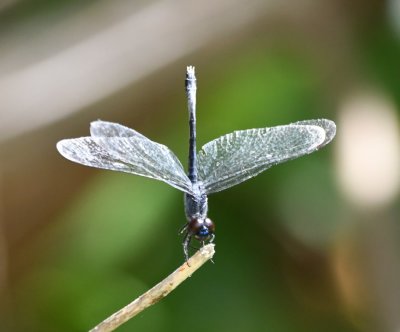 Dragonfly doing a headstand