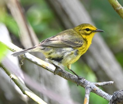 And the bird turned out to be a Prairie Warbler.