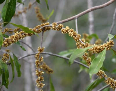 Seeds on a branch