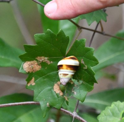 Most of the snail shells were bigger than this one and most were on smooth tree bark, not on leaves.
