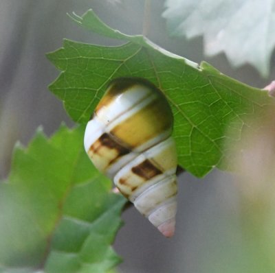 Tree Snail 
