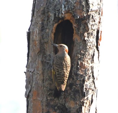 Female Yellow-shafted Northern Flicker at a nest hole