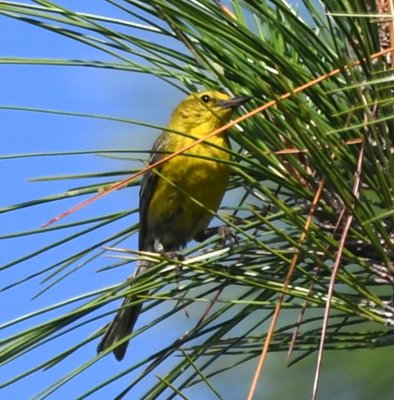 Pine Warbler with yellow spectacles