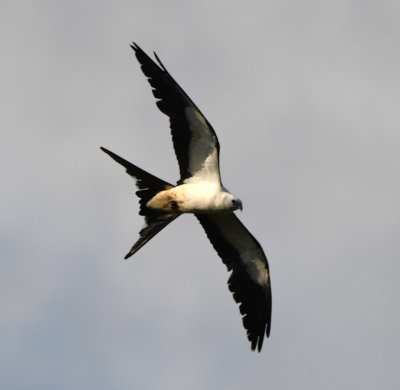 At Anhinga Trail, this Swallow-tailed Kite circled us a couple of times.