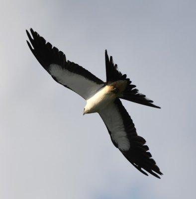 Swallow-tailed Kite, underside view