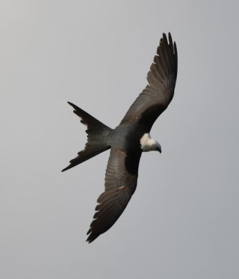 Swallow-tailed Kite, top view