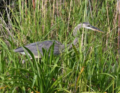 Great Blue Heron stalking through the marsh