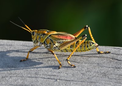 Adult Eastern Lubber grasshopper