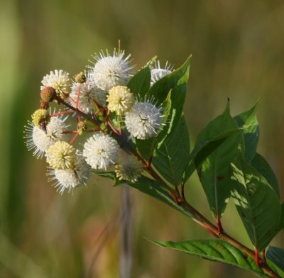 Buttonbush flowers