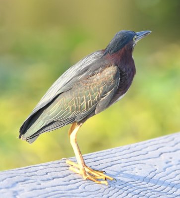 You can see the green in this Green Heron that flew onto the rail of the boardwalk at Anhinga Trail.