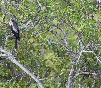 Anhinga perched on the left with another on a nest in the trees on the right