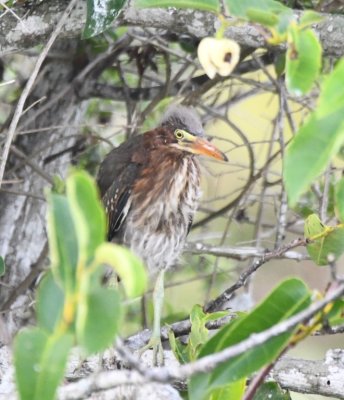 Another young Green Heron