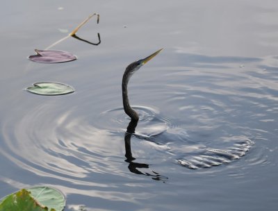 You can see the snake bird's tail at the surface of the water.