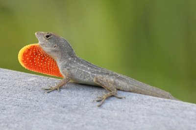 Brown Anole showing its dewlap