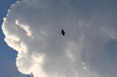 Great Blue Heron against the clouds at the end of the day over Anhinga Trail