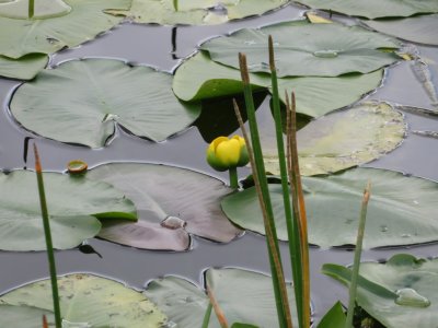 Spatterdock
