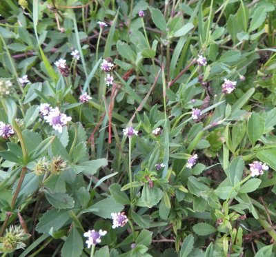 Wildflowers