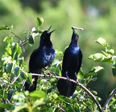One Boat-tailed Grackle seemed to be very impressed--or amused--by the stick-handling abilities of a second grackle