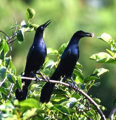 Two male Boat-tailed Grackles