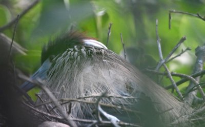 Tricolored Heron on a nest in the mangrove thicket at Wakodahatchee Wetlands, FL