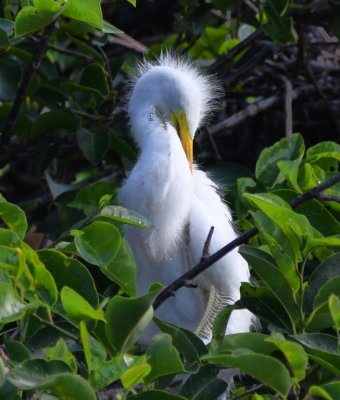 Young Great Egret on a nest