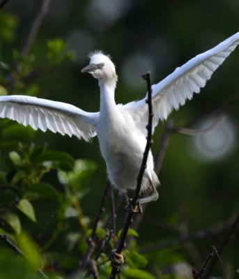 Young Great Egret trying its wings