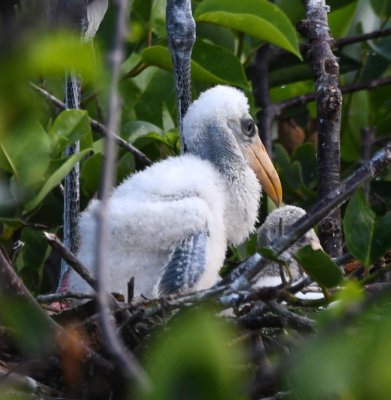 Young Wood Stork on the nest
