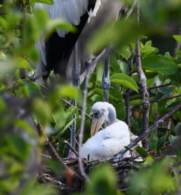 The parent stands guard over the young Wood Stork.