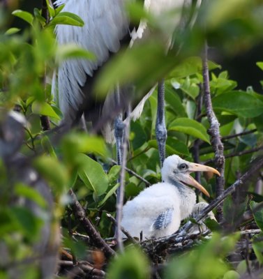 The young Wood Stork made its presence known.