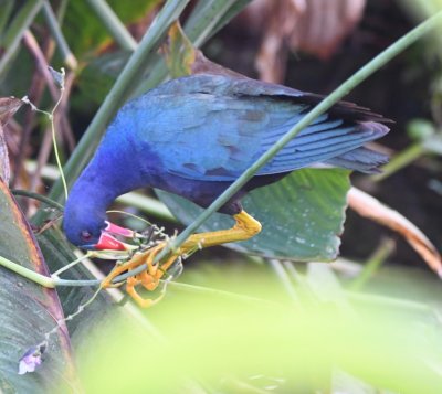 Purple Gallinule