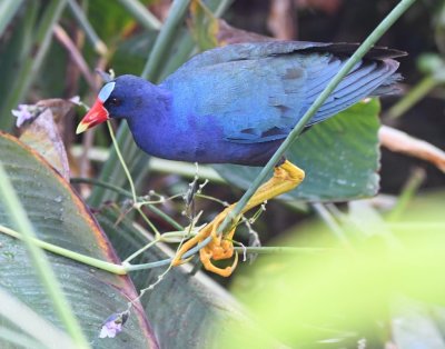 Purple Gallinule