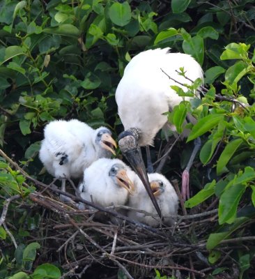 Another Wood Stork, this one tending 3 chicks