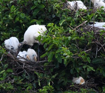 Nests of different species of birds filled the mangroves on islands in the wetlands and the bigger birds seemed to get the higher locations.