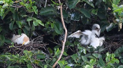 An adult Cattle Egret sits on a nest while young Cattle Egrets clamor nearby.